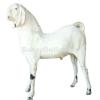 Pure rajanpuri bakra