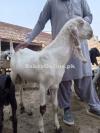 Pure rajanpuri bakra
