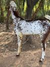 Makhi Cheeni Qurbani Goat
