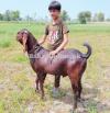 Bakra sale for qurbani