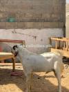 Qurbani bakra Healthy and Active