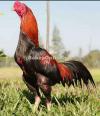 Bird aseel fighter