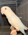 Bird for sale in Mandi Bahauddin