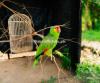 🦜 Latino Cockatiel for Sale – Beautiful, Healthy & Friendly!