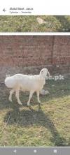 White Healthy, beautiful sheep for sale