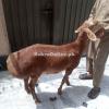 Dumba turkey for sale