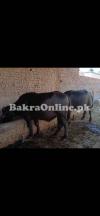 Buffalo for sale