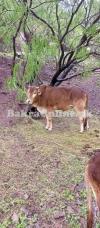 Qurbani Wehra/Bull for Sale