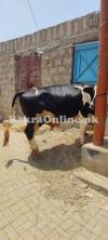 Astrelean Bull For Sale