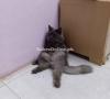 Persian Male Cat