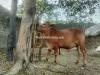 Sahiwal breed for sale khiri hai active and healthy see in picture