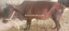 Cows for sale in Pull 111 Sargodha