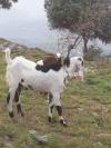 Desi Bakra For Sale