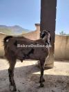 برائے فروخت - صحت مند، خوبصورت، مناسب ریٹ
