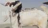 Bakra Available