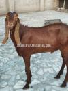 Qurbani ka tayar Desi Bakra – Home Raised – Peshawar