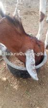 bakra qurbani ke liye