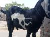 Goat Desi Bakra for Sale