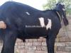 Black & White Desi Bakra for Sale