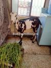 bakri 1 year age best for qurbani