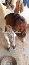 bakre qurbani ke liye special