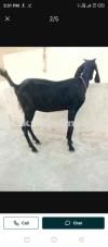 Healthy Bakra in Peshawar