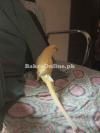 One Female Ringneck Talking Parrot