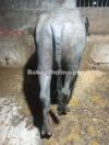 8 MONTH PADA FOR SALE 155 TO 165KG BOTI BOTI