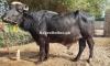 Katta For Saele