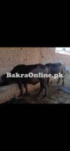 Buffalo For Sale