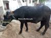 Strong Male Buffalo For Qurbani | Healthy, Ready For Eid 2025