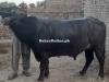 Bull For Selling