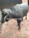 Katta For Qurbani 2025