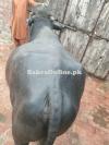Katta For Qurbani 2025