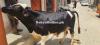 Bull For Selling