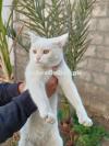 Adorable Persian Cats for Sale! Adorable Persian Cats for Sale!Adorabl