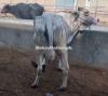 Cow For Sale. 7-8KG Milk Per Time