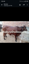 Pure Sahiwal Heifer