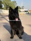 Black German shepherd Female