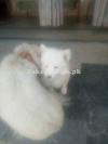 Russian Puppies zero size