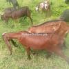 Goats for sale Nagri beetal