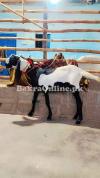 Bakra for sale in Karachi