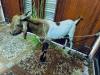 2 Daant Bakra For Salein reasonable price