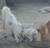 White desi bakri