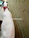 bakri for saleftrwterrtetewtewterwwwwwwwwwwwwwwwwwwwwwwwwwwwwwwwwwwwww
