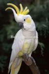 Cockatoo for sale