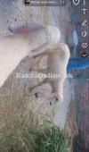 Kajle Sheep Pair Lahore