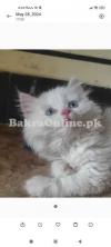 Beautiful Persian well trained full vaccinated