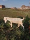 Rajan Puri Beetal Bakri For Sale