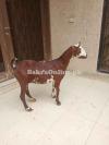 Gabban bakri/ pure Barbara. 2.5month confirm